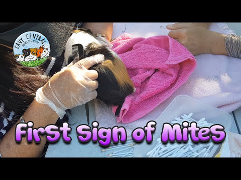 First signs of mites and fungal with guinea pigs and how to treat them with Cavy Central