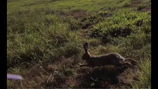 CHASING RABBITS ???? - DJI FPV - Helping the local farmer scare away wild rabbits