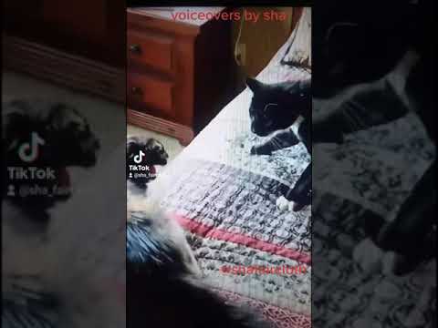 Comedy Voiceovers By Sha:Young fella!!!!