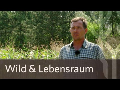 Niederwildversuchsrevier Deutsch Haslau