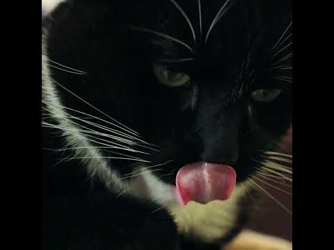 Why does My cat open his mouth after smelling?|New Amazing! Fact About Cat|#short|#shorts