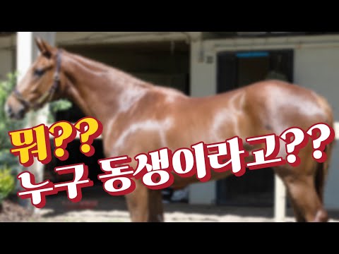 법인마주 아리온의 신마를 소개합니다! 우리나라 최고의 명마와 형제에요!