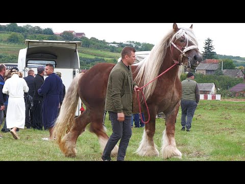 Armăsarul lui Ionuț Zaha de la Satu Mare 2022