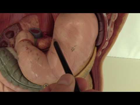 Magen - Lochners Anatomie kompakt