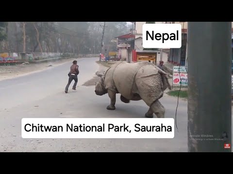 Rhino Attack on the street| Rhino attack on the road| wild Rhino | pet Rhino| Rhino attack villagers