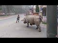 Rhino Attack on the street| Rhino attack on the road| jungle safari in Nepal| Rhino attack villagers