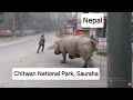 Rhino Attack On The Street Rhino Attack On The Road Wild Rhino Pet Rhino Rhino Attack Villagers