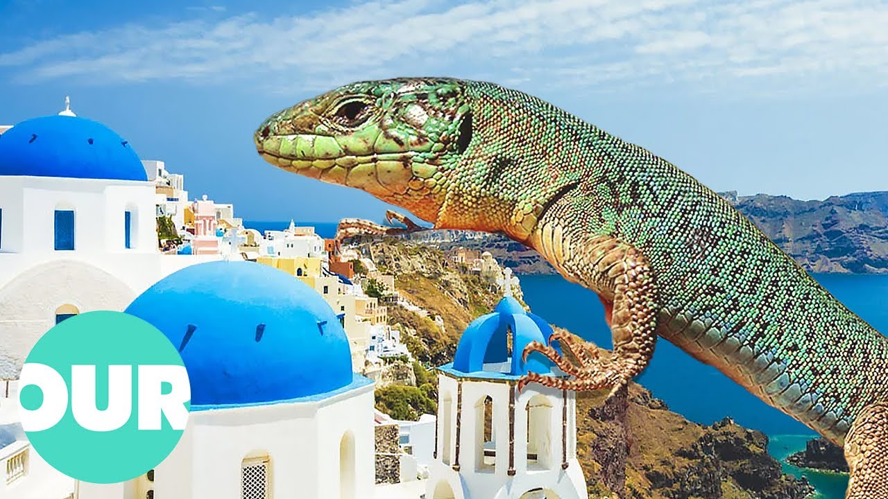 Garden of the Gods: Greece’s Secret Wildlife