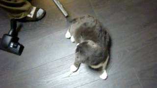 Пылесосим кота