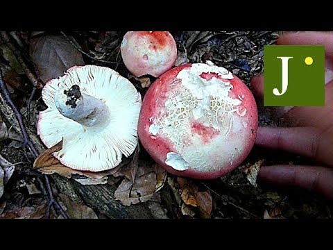 Tvrda Krasnica - Russula lepida