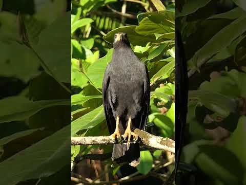 Common Black-Hawk #shorts — krátka ukážka druhu Buteogallus anthracinus.