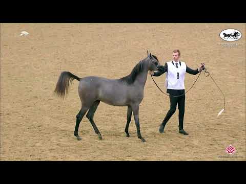 N 8 MAHA AL SRAIYA   2nd Qatar Arabian Breeders Cup   Yearling Fillies Class 1A