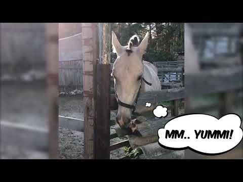 Beaver-like horse love to eat the wood