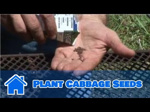 Growing Vegetables from Seeds: How to Plant Cabbage Seeds