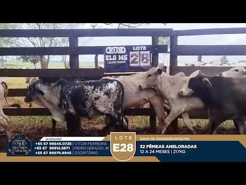 LOTE E28