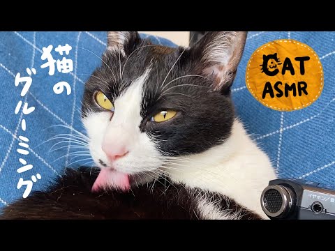 うちの猫が私に毛づくろいをするのはなぜですか? - 原因と解決策