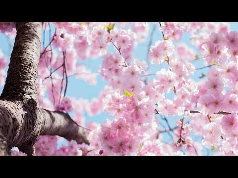 Puiu Chibici - Mama mea