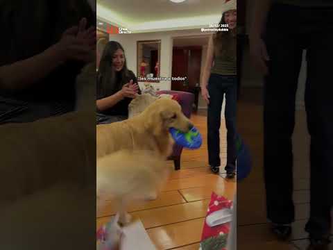 ¡Como niños! ❤️🐾 Con motos y peluches 🧸 celebraron los peluditos 🐕‍🦺 esta Navidad🎄