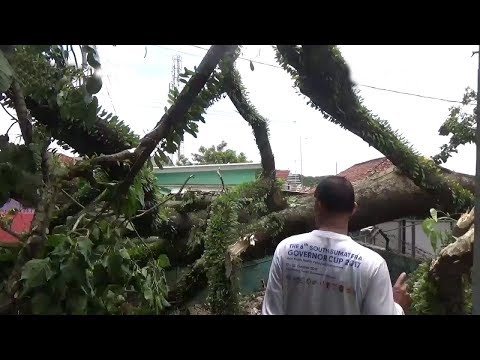 Cuaca Ekstrim, Puluhan Pohon dan Papan Iklan Tumbang di Palembang