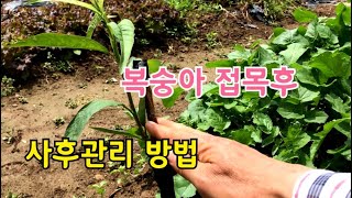 복숭아접목 사후 관리방법