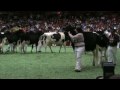 International Holstein Show Spring Yearlings