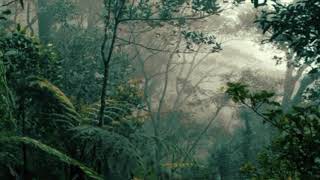 Download lagu Suara Alam Liar Hutan Indonesia mp3