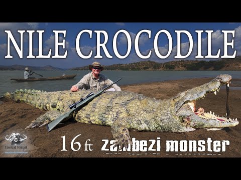 MASSIVE 16+ft Nile Crocodile - Zambezi River.Mozambique