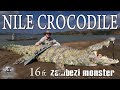 MASSIVE 16 Ft Nile Crocodile Zambezi River Mozambique