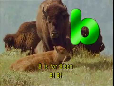 Animal Alphabet ABC