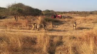 preview picture of video 'Amazing line (gir national park sasan gir forest Gujarat)'