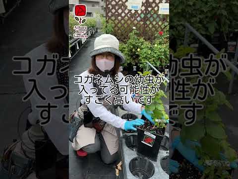 カブトムシとコガネムシの幼虫の見分け方は？両者の 5 つの違い + 写真とビデオ  庭園