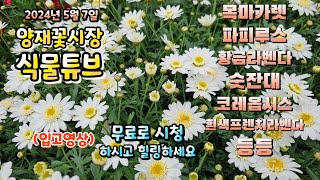 5월 마당과 실내에 키울만한 식물들이 꽃시장에 어떤게 입고 되었을까요. #양재꽃시장 #식물튜브 #월동 #관엽