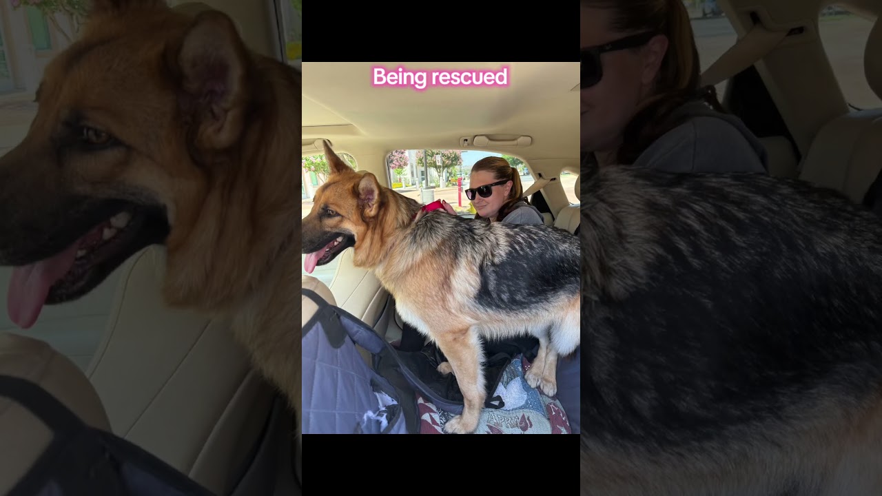 Laylarose, a ADOPTABLE mixed breed in Murrieta, CA video 6/6