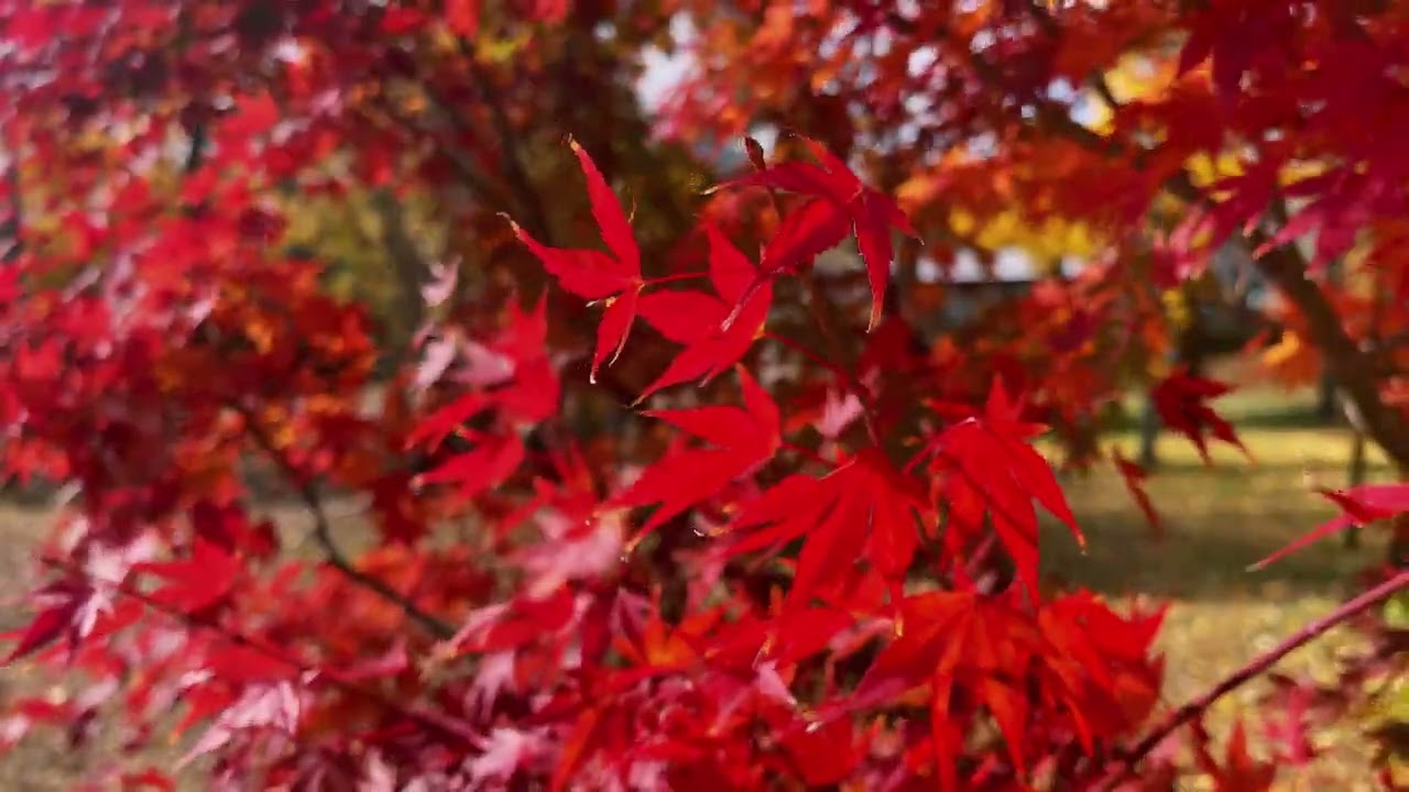 Discover the highlights of Oike Park.