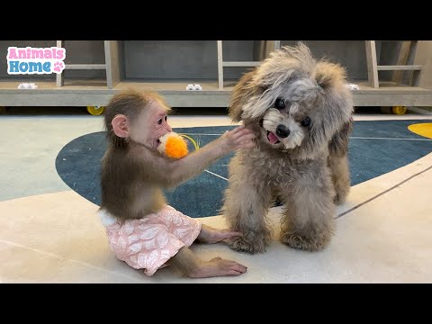 BiBi plays happily with Bingo dog