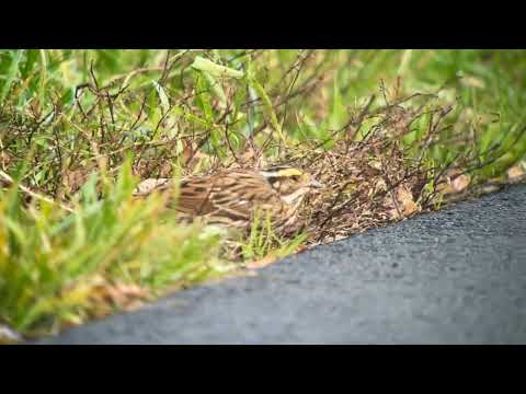Strnádka zlatobrvá (Emberiza chrysophrys) — video o speve a chove