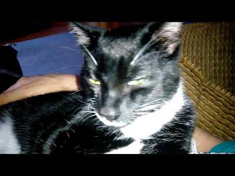 Just introducing the world to our new cat Osama