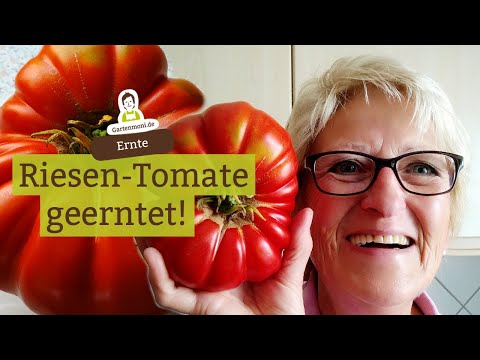 Giant tomato harvested! Who knows this tomato variety? Record-breaking beefsteak tomato, juicy an...