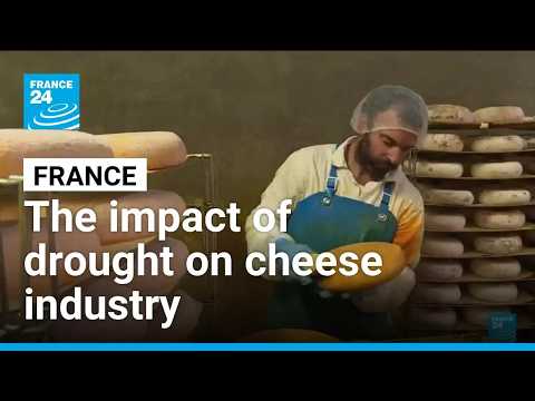 France: Drought's impact on the cheese industry