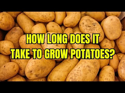 How Long Does It Take to Grow Potatoes? (Faster Than You Think!)