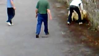 preview picture of video 'Clogheen Sheep Race 2008'