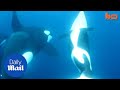 Incredible moment killer whales hunt and kill a tiger shark - Daily Mail