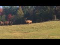 Elk At Zoo