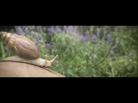 CGI VFX Animated shorts - "The Snail"