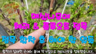 매실나무에 체리 접목 / 접목 활착 후 해야할 일 / 매실나무에 플루오트 접목 / 장초고접으로 결과지 발생을…