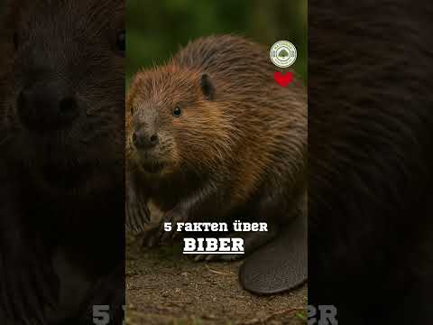 5 Fakten über Biber #natur #biber #tiere #wald