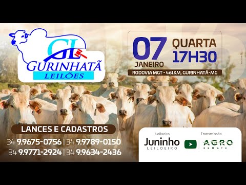LEILÃO DE CORTE - GURINHATÃ LEILÕES 07/01/2026 - AGROREMATE
