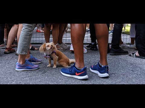 Pet-A-Palooza | Day Of The Dog