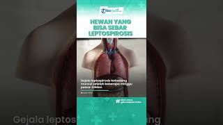 Kenali Apa itu Leptospirosis, Bakteri yang Menyebar Melalui Urin Hewan hingga Bisa Ancam Nyawa