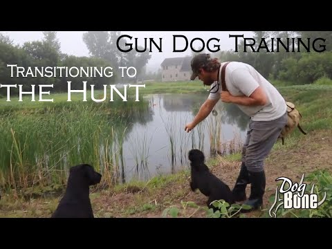 Gun Dog Training: Transitioning to the Hunt | Part: #1